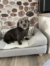 En hund, der sidder på sin grå seng med en pude på toppen