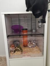 Chutney elsker sit nye bur (kattetæt!)