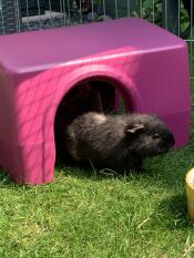 Oreo nyder sit Zippi shelter! 