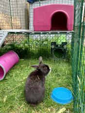 Nibbles nyder sit løb på Zippi!