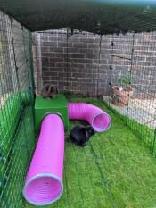 Vores kaniner lever i shelteret og leger i tunneller. både indenfor og ovenpå! ?