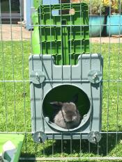 Baby løve lop