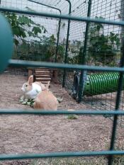 Rocky og sarih elsker tunnelen fra stalden til den udendørs indhegning