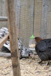 Flora og serena (marans, orpington) med deres puklegetøj