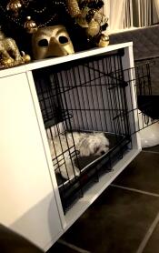 En hvid hund, der hviler i sin kasse