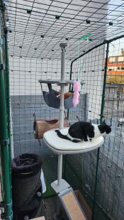 Vores to katte på balkonen i løb