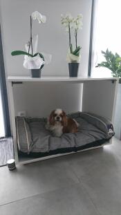 En lille brun og hvid hund i en stor hundeseng med en grå seng i den og orkideer på toppen