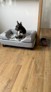 En hund, der sidder på sin grå seng med en pude på toppen