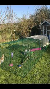 Et langt kaninløb i en have