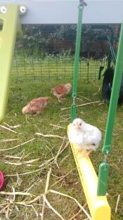 Vores tre uger gamle kyllinger nyder deres gynge for første gang!!!!