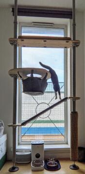 En killing, der hopper mellem platformene på sit indendørs kattetræ