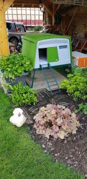 Et grønt Eglu Cube hønsehus med en hvid høne udenfor