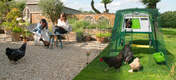 høns, der strejfer rundt i en have med et stort grønt Cube hønsehus med hønsegård og tilbehør