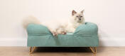 Sød fluffy hvid kat siddende på teal blå memory foam katteseng med Gold hårnåle fødder