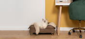 Sød hvid fluffy kat siddende på mokka brun memory foam katte seng med messing fødder