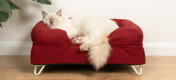 Sød hvid fluffy kat siddende på merlot rød memory foam katteseng med hvide hårnåle fødder