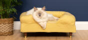 Sød hvid fluffy kat sidder på mellow yellow memory foam katteseng med messingfødder