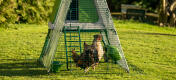Høner i en Eglu Go Up løbegård