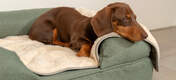 Din hund vil nyde en afslappet dyb søvn med dette luksus superbløde hundetæppe.