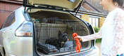Hunde kan godt lide at være i kendte omgivelser i bilen