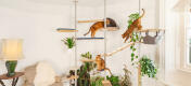 Katte leger i det indendørs tilpassede kattetræ, der kan tilpasses Freestyle højt kattetræ