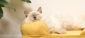 Sød hvid fluffy kat sidder på mellow yellow memory foam katte seng