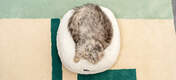 En kat, der ligger i den bløde, runde, snehvide donut seng, ser varm og tilfreds ud.