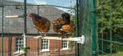 To kyllinger sidder på Poletree kyllingeunderholdningssystem forbundet til Omlet hønsegård