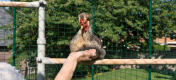 Kylling sidder på Poletree kyllingeunderholdningssystem, mens en person holder hånden frem