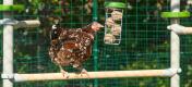 Høne sidder på en siddepind i Poletree-systemet, mens den hakker efter godbidskugler i Caddi godbidsdispenseren