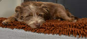 Hund, der sover på Omlet Topology hundeseng med mikrofiber topmadras