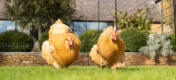 To gyldne høns går inde i en hønseindhegning