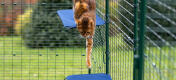 Kat hopper ned fra stof kattehylde i Omlet udendørs kattegård