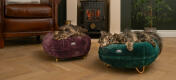 Katte i stuen, der sover i figenfarvet og påfuglegrøn donut katteseng.