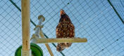 Underfoto af kylling på Omlet Poletree kyllingeunderholdningssystem i Omlet hønsegård