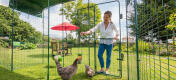 Dame åbner den høje stalddør til Omlet walk-in hønsegård med høns indeni