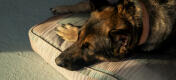 Nærbillede af schæferhund på en komfortabel stor Omlet pudeseng til hunde