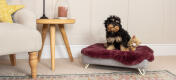 Cockapoo i luksus memoryskum Topology hundeseng