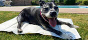 En glad hund, der køler sig ned fra solen på en kølemåtte