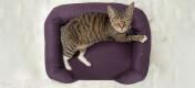 Top view shot af kat siddende på plumple purple cat memory foam bolster seng