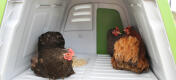 Eglu Go UP hønsehuset med behagelige siddepinde og redekasse er velegnet for op til 4 mellemstore høns.