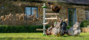 Hønseflok leger med hønselegetøj og sidder i havens fritstående hønsetræ