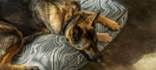 Schæferhund på en blød og stilfuld Omlet pudeseng til hunde