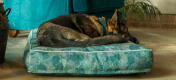 Schæferhund på en stor mønstret Omlet pudeseng til hunde