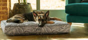 Schæferhund ligger på en rengøringsvenlig Omlet pudeseng til hunde