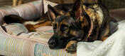 Schæferhund slapper af i en støttende Omlet rede-seng til hunde