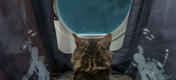 Kat inde i Maya kattebakke møbel med privatliv