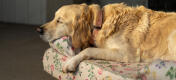 Golden Retriever hviler på blomstret hundeseng med støttekant
