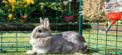 Både små og store kaniner nyder at lege og slappe af ude i den store løbegård