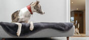 Hund ligger i sin Topology hundeseng og en anden hund leger i baggrunden